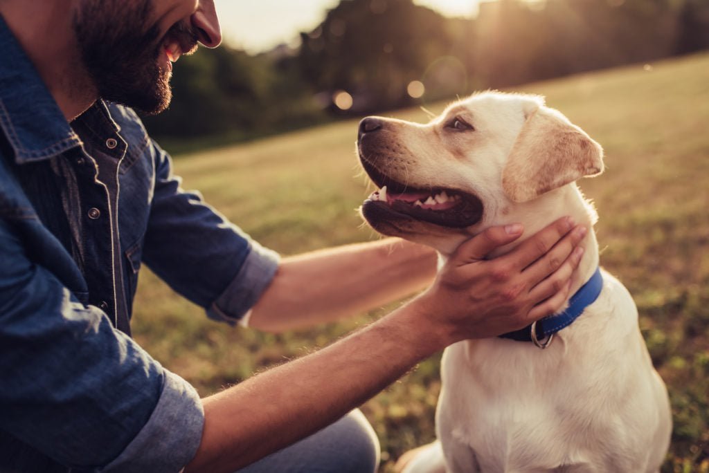 person smiling petting happy yellow lab in sunny field