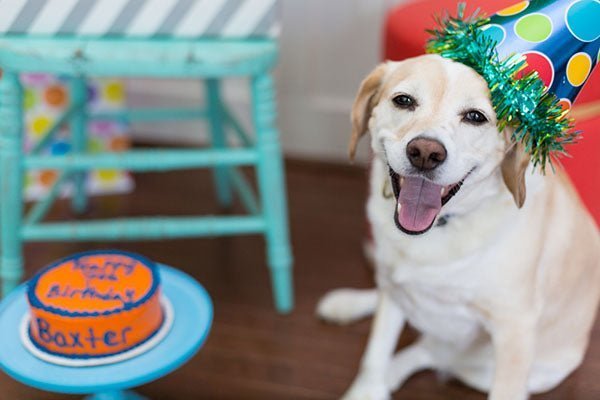 dog wearing birthday hat