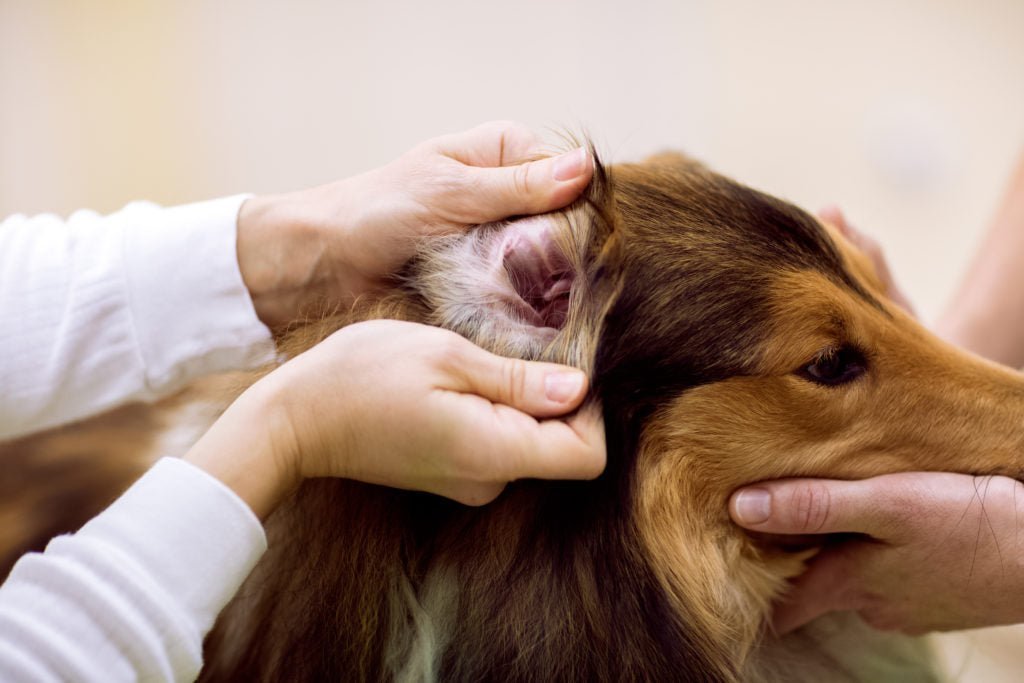 humans checking out a dog's ear