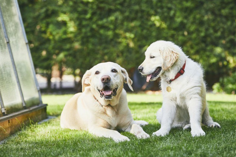 How to Communicate with Your Dog Using Dog Body Language