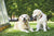 How to Communicate with Your Dog Using Dog Body Language