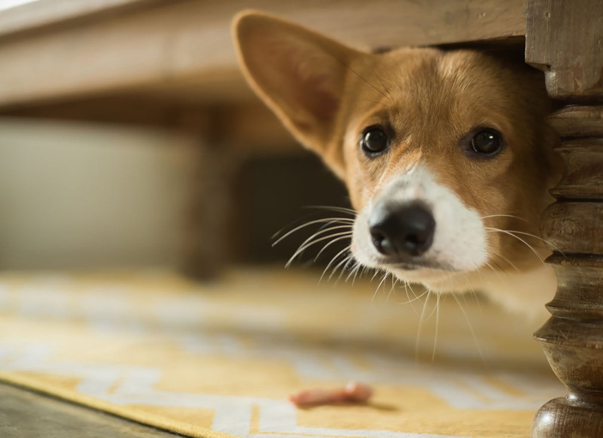 corgi peeks out under table