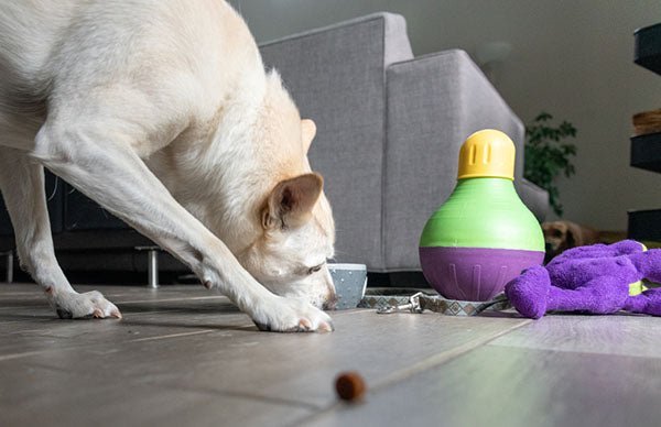 dog with toys and treats