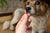 fluffy dog being handing a red medication