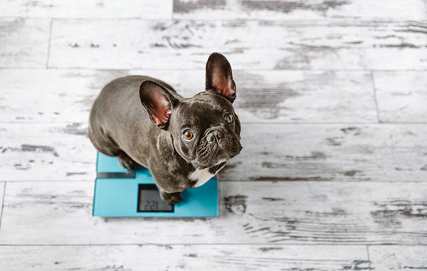 french bulldog on scale
