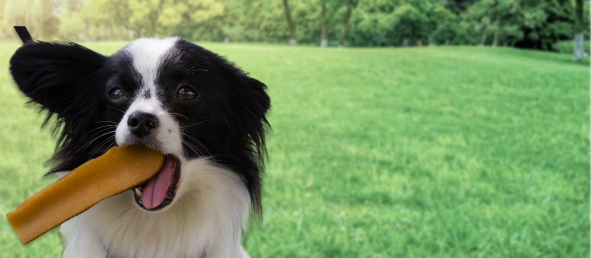 How To Introduce Dog Chews To Your Dog