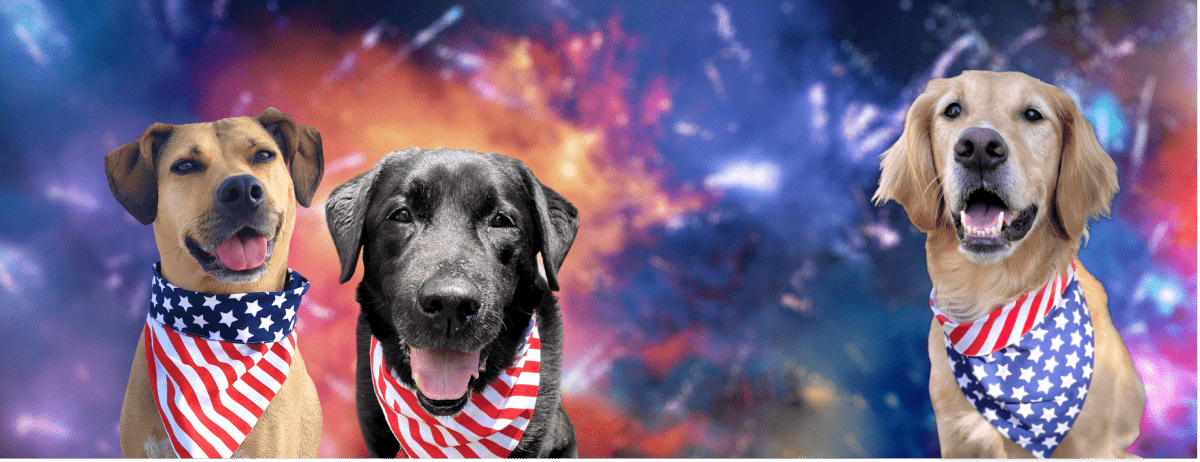 dogs in america bandanas watching fireworks 