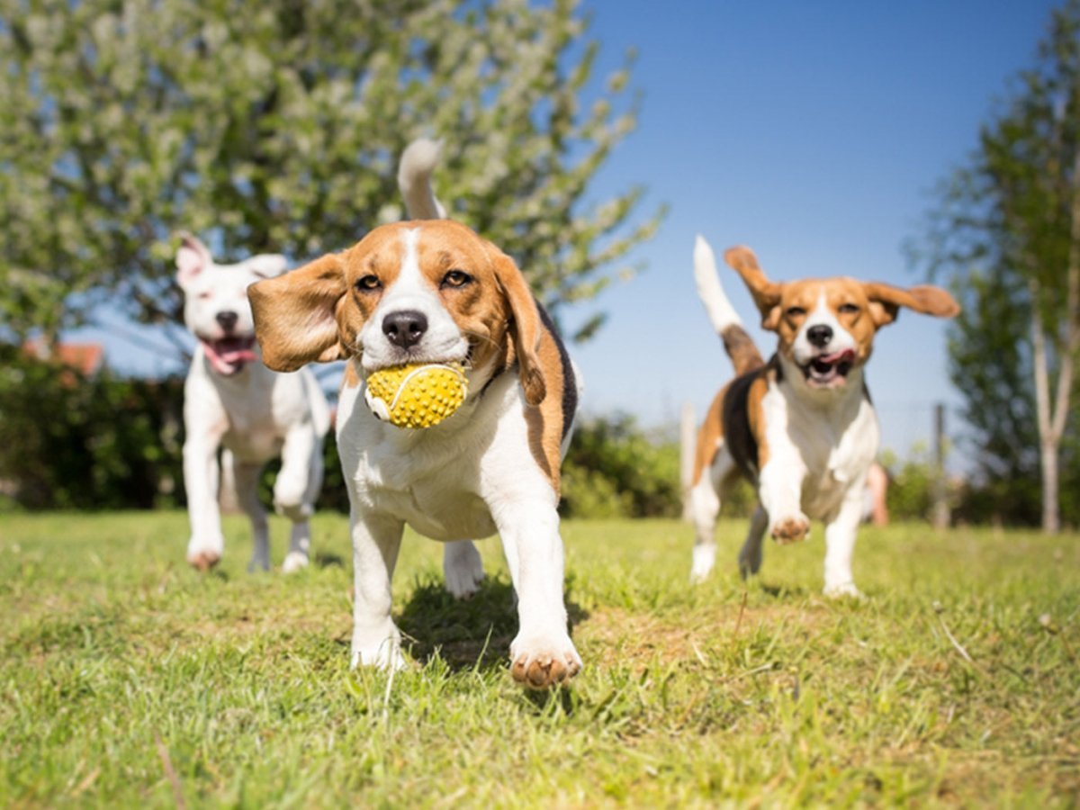 Cute Dogs playing