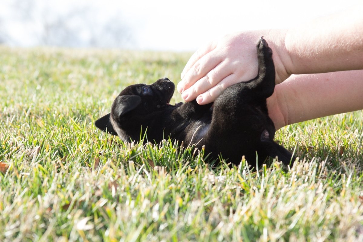 dog being pet outdoors