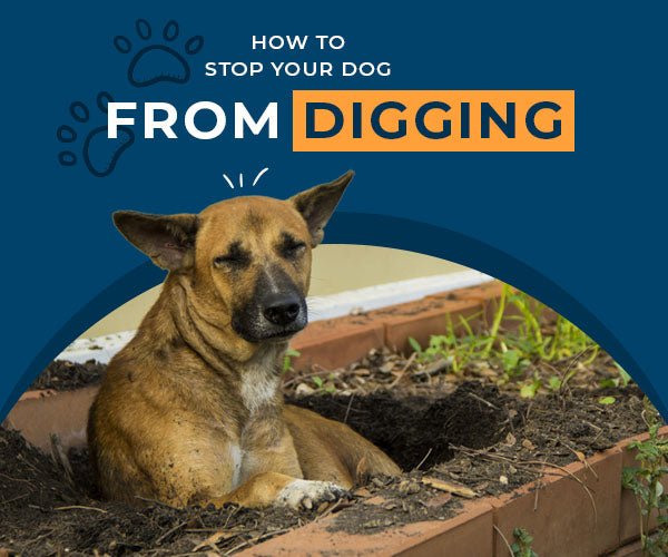 How to Stop Your Dog from Digging