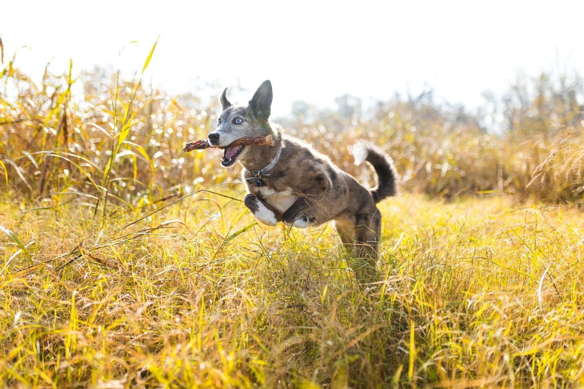 dog jumping over tall grass in a field