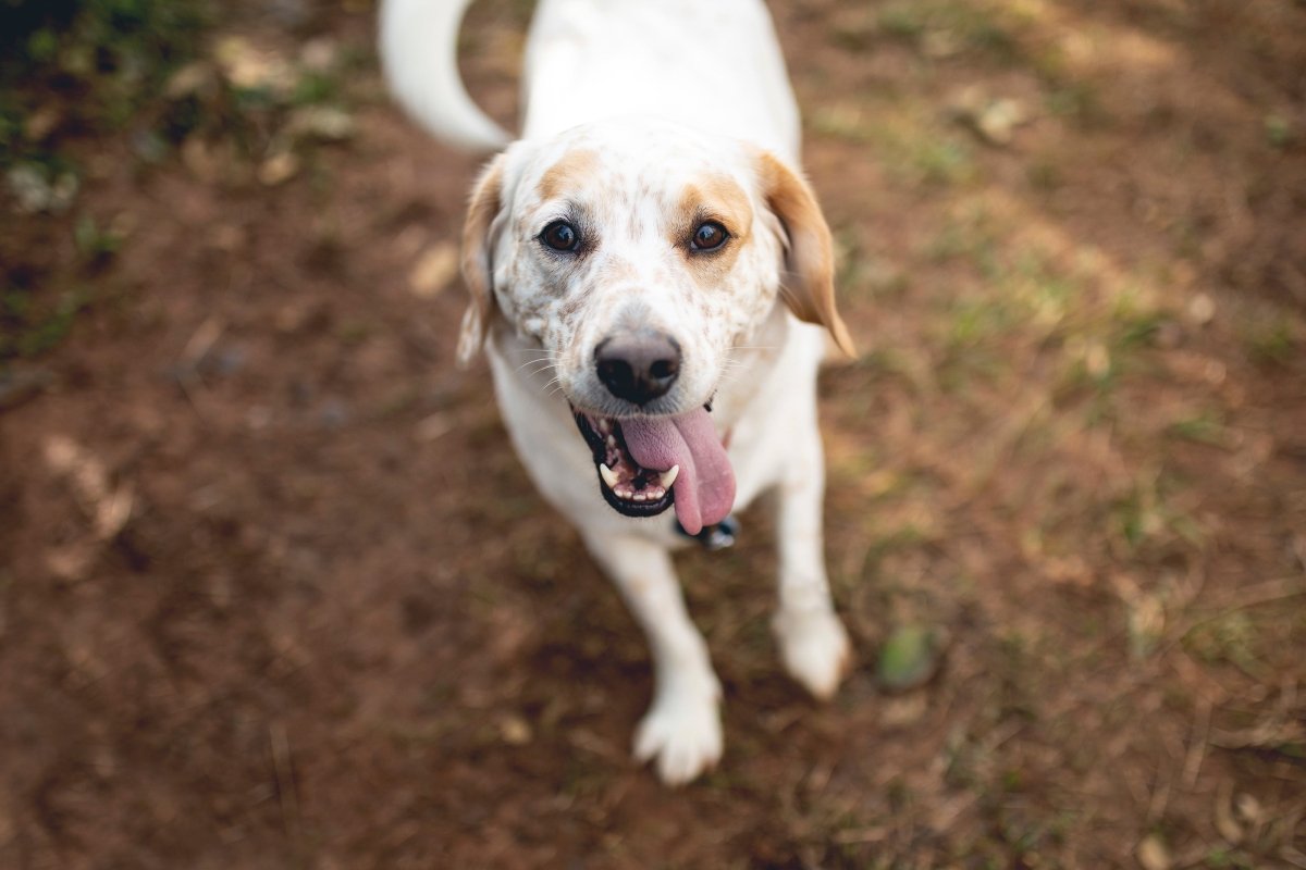 dog with tongue hanging out of its mouth