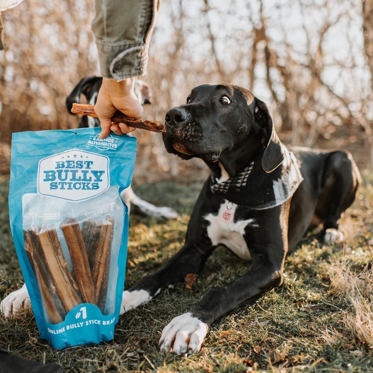 dog chewing a bully stick next to a bag of bully sticks