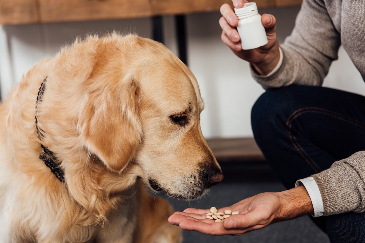 golden retriever being handed medicine from owner