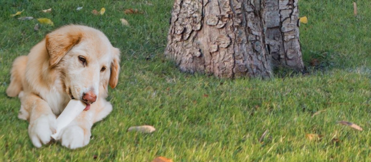 dog chewing a bone under a tree