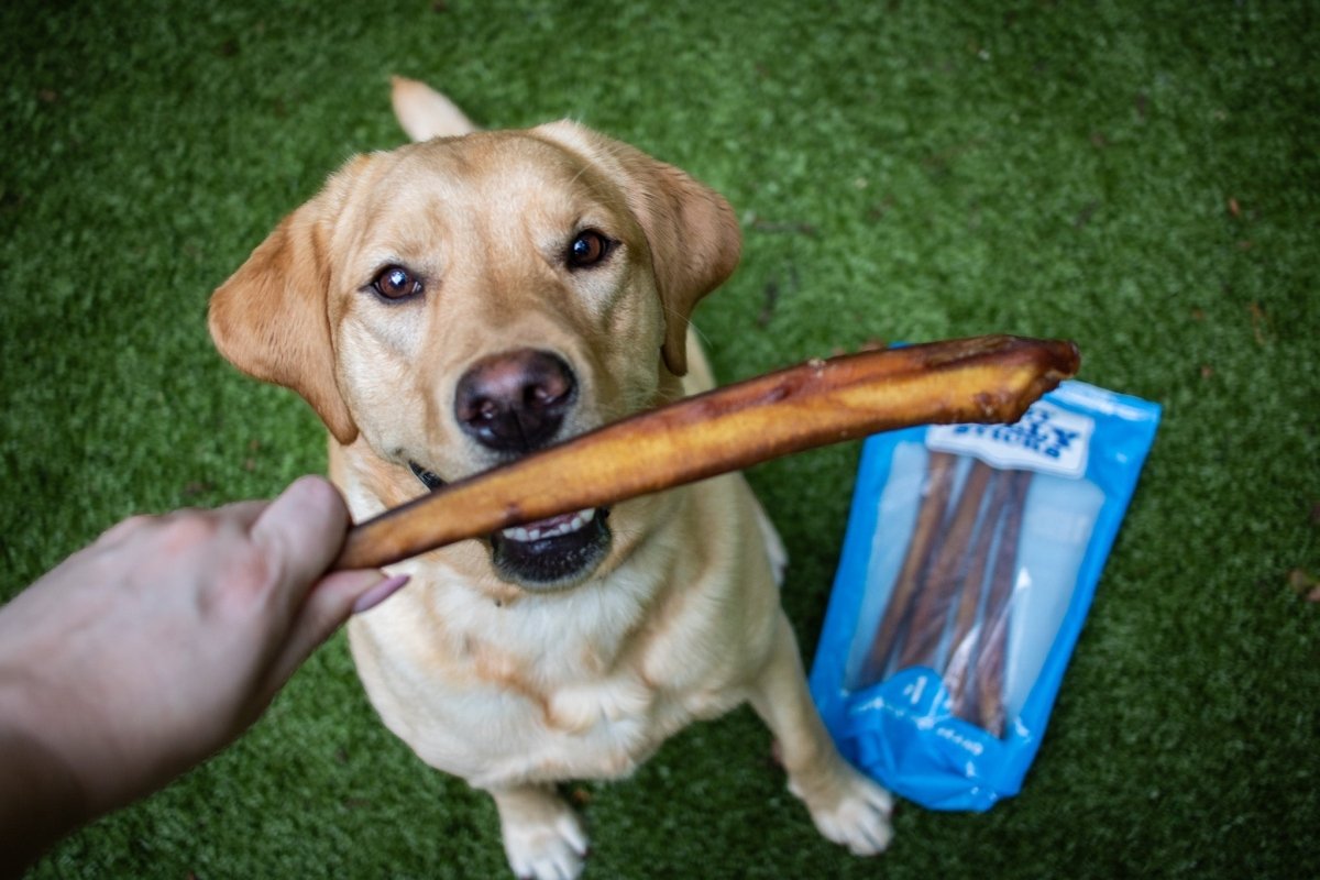 dog looking up at a jumbo bully stick