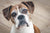 dog looking into the camera with head tilted