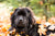 portrait of newfoundland pup in leaves