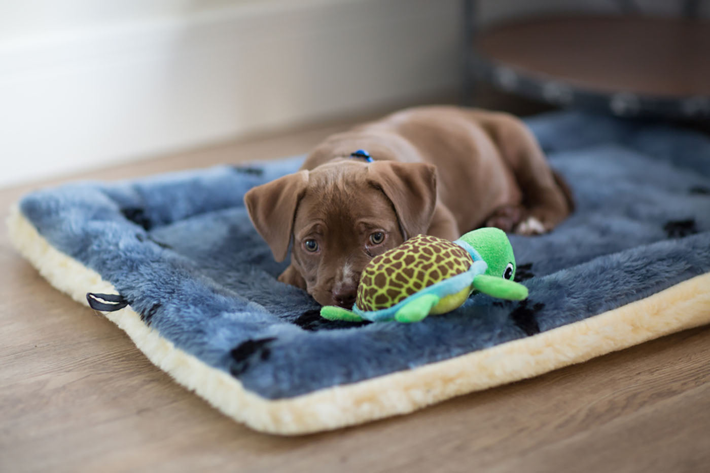 puppy with stuffed turtle toy