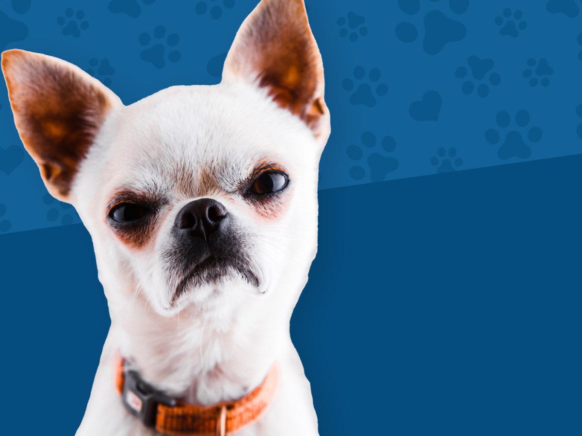 resource guarding in dogs