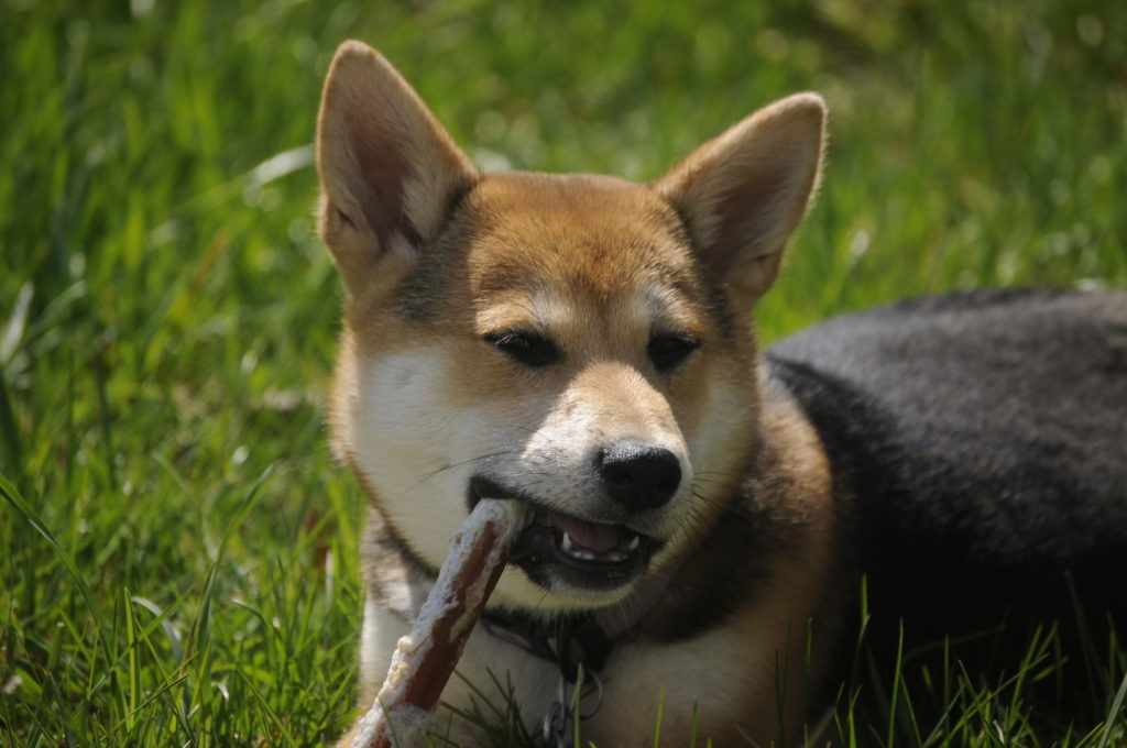 dog chewing a bully stick