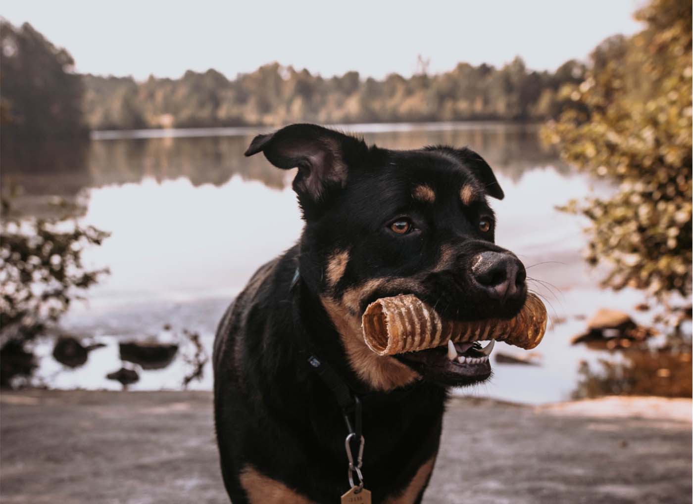 5 of the Best Dental Treats for Dogs