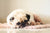 sad pug lying on rug