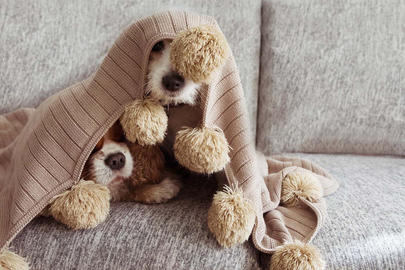 scared dogs hide under blanket