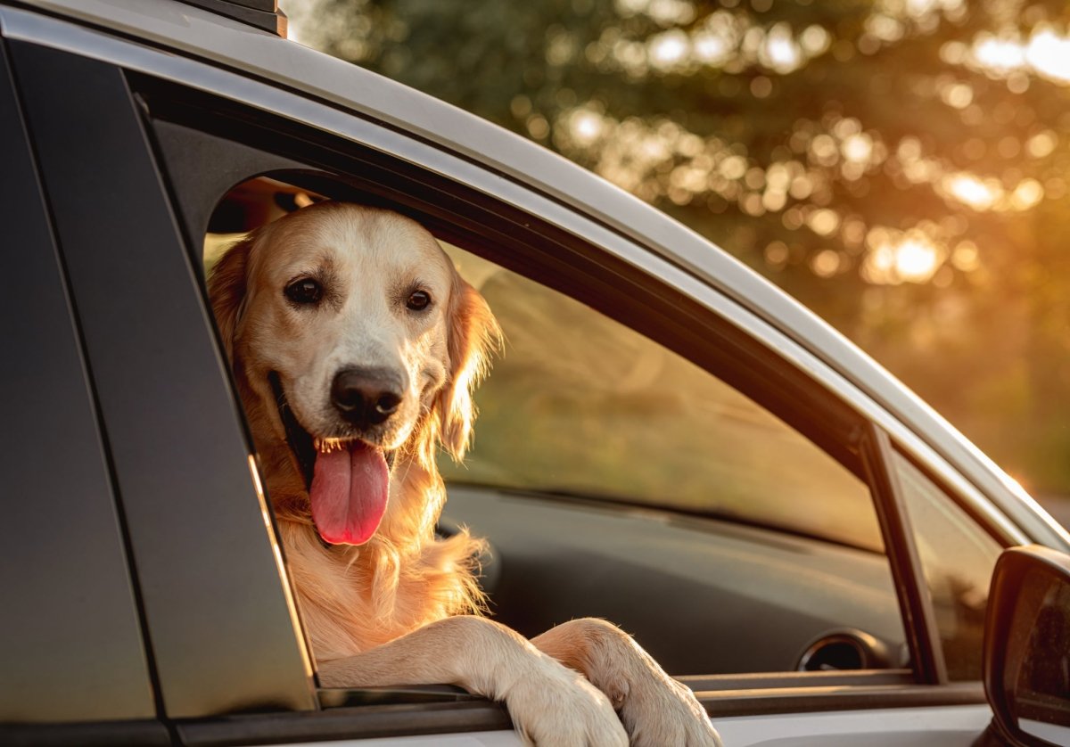 golden retriever with head and paws outside of passenger car window