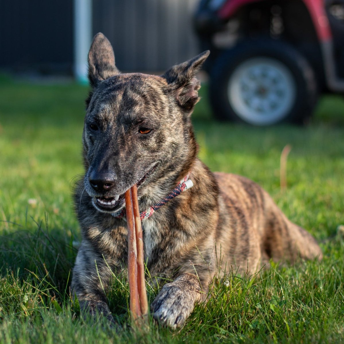 Dog laying in grass and chewing on bully stick dog treat