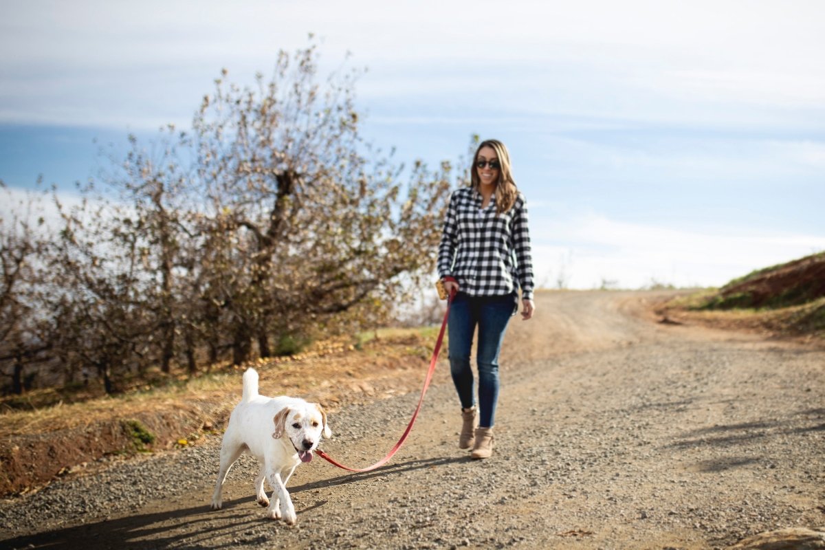 woman taking dog for a walk outdoors
