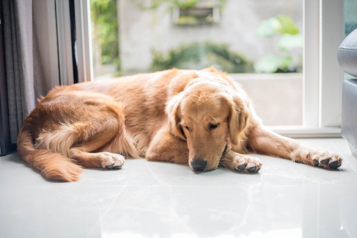 dog resting next to a window