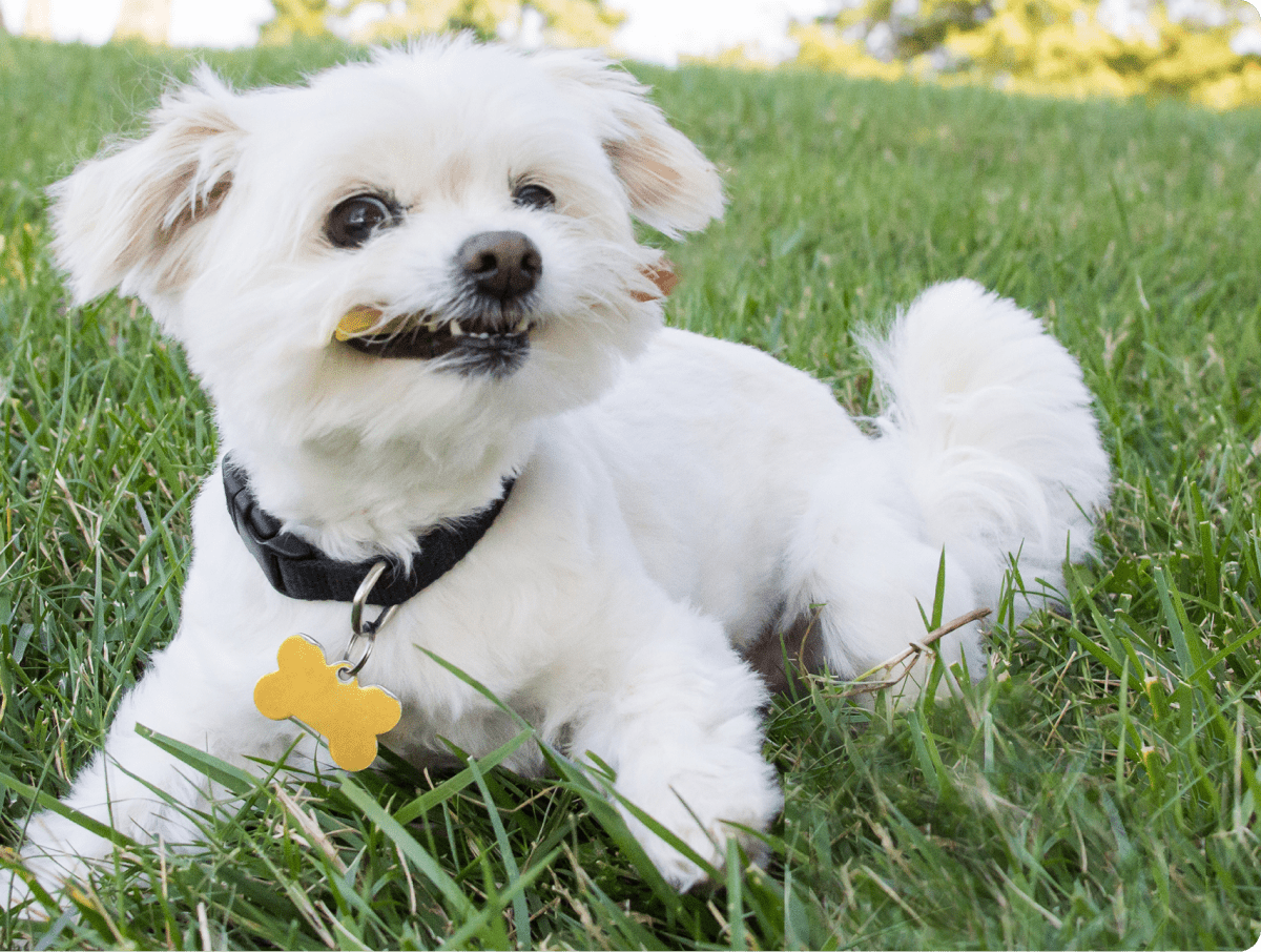 small white dog in grass with dog treat in mouth
