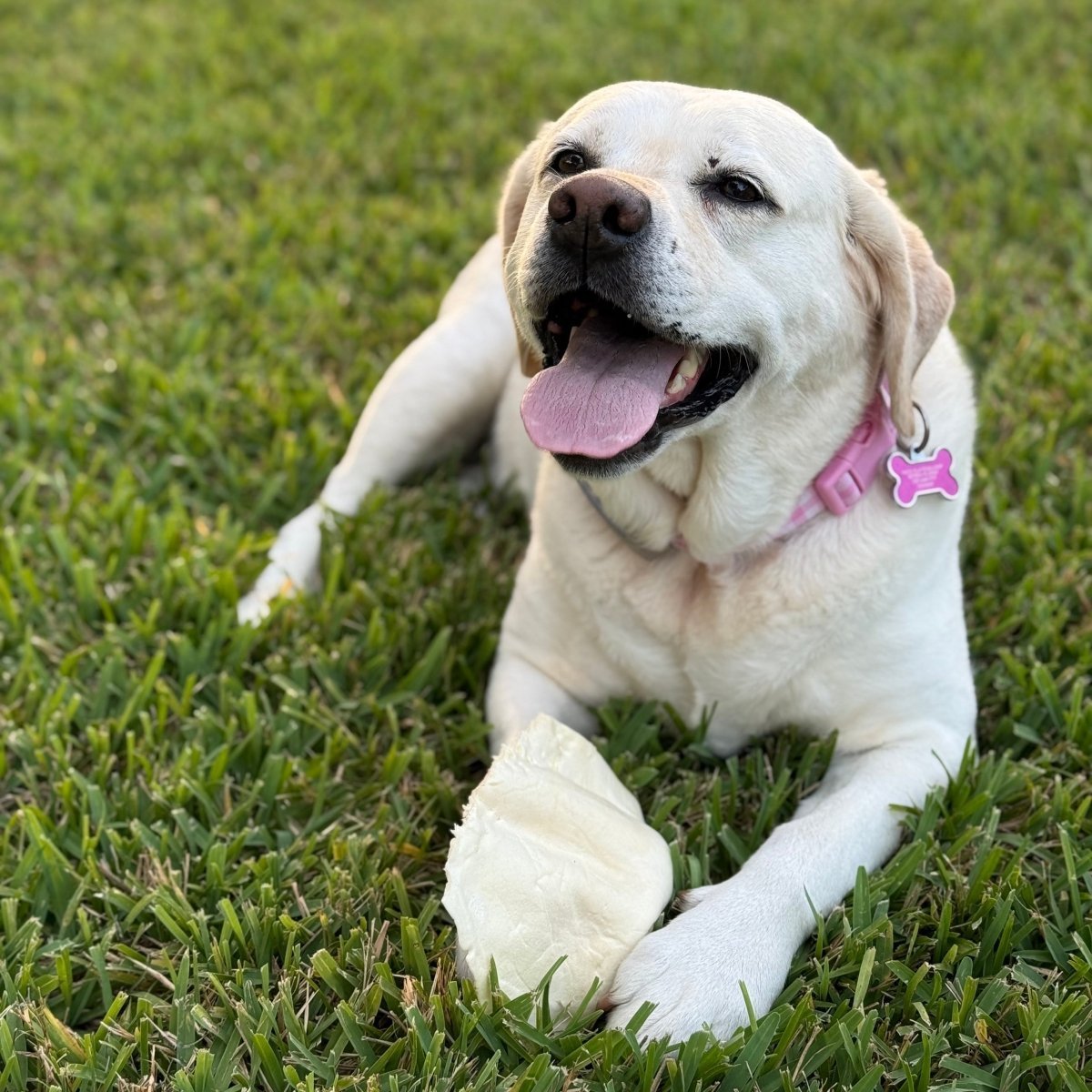 dog laying in grass with bone