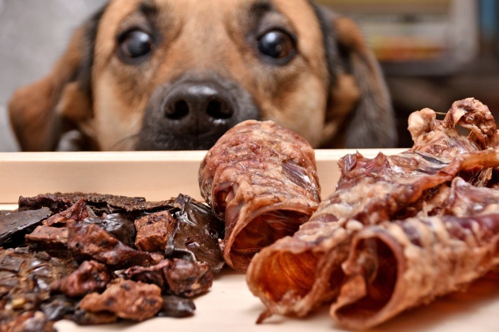 Dog eyeballing dog chews and treats