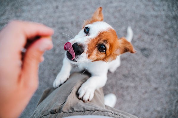 dog climbing owners leg and begging for treats