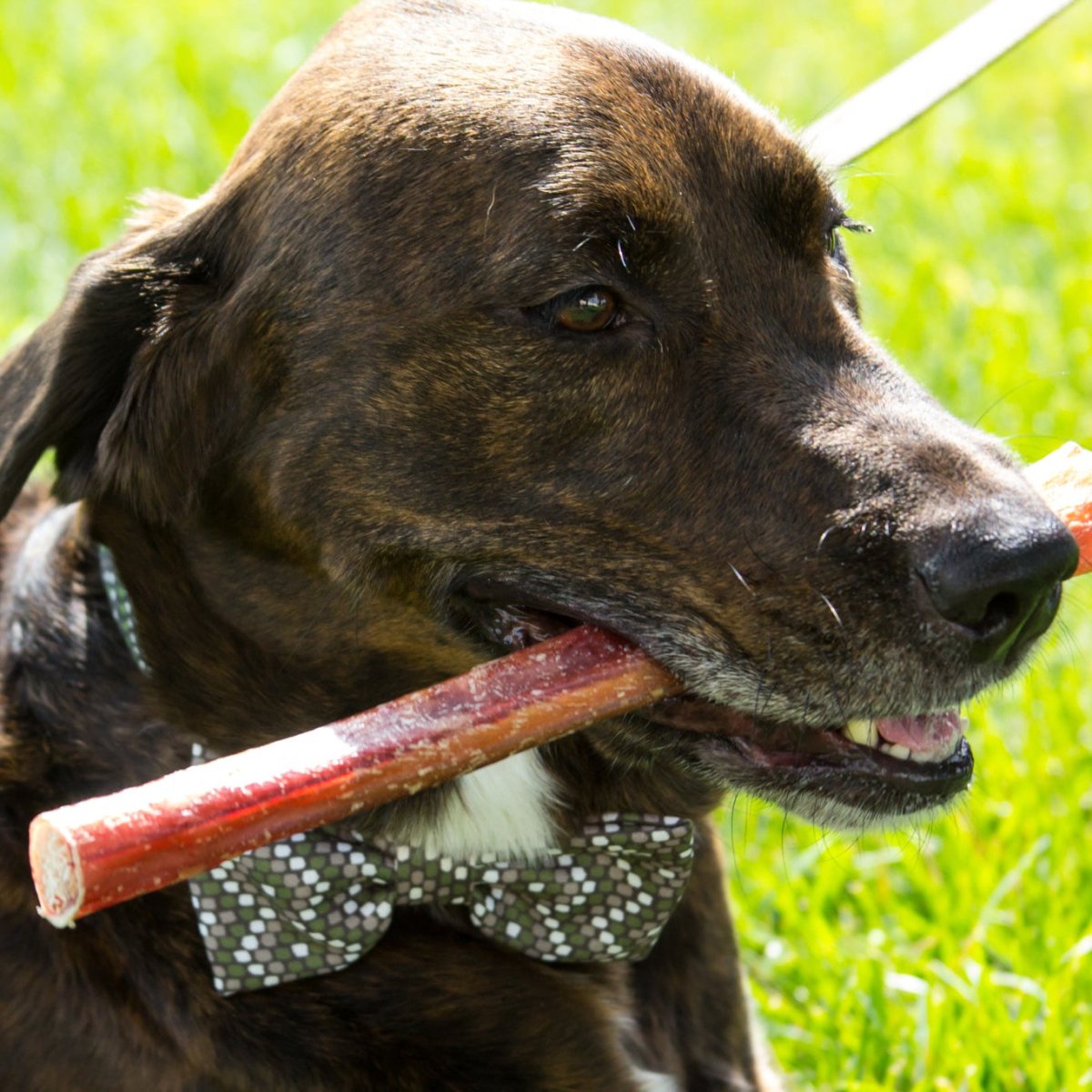 brown dog holding a large bully stick