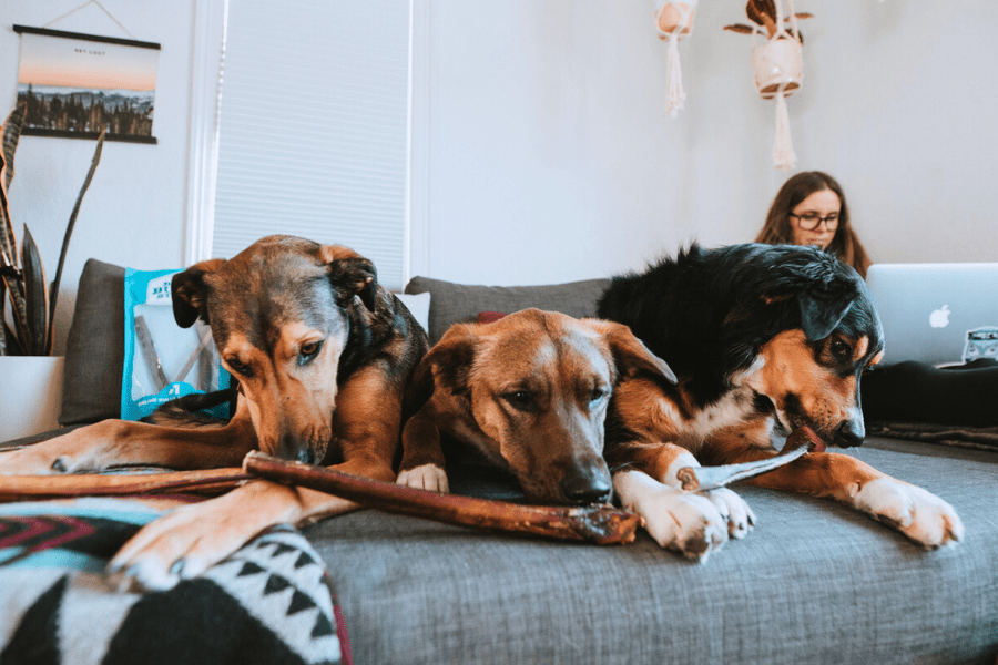 3 dogs on a couch chewing on a large bone