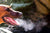 dogs breath in cold air