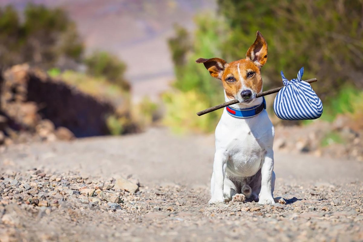 dog holding bag stick in mouth