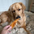 owner holding dog jerky in front of dog's face