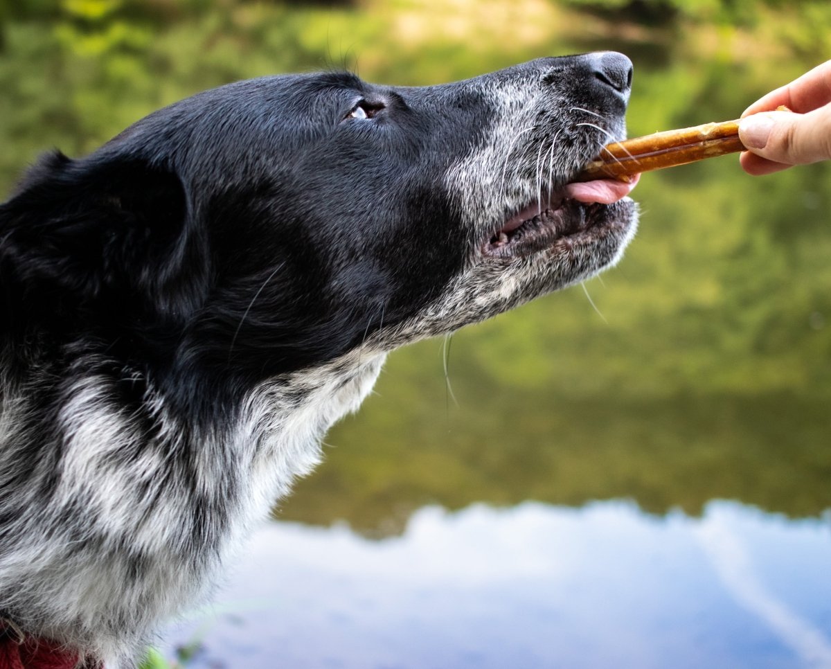 side view of dog reaching for bully stick bone