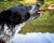 side view of dog reaching for bully stick bone