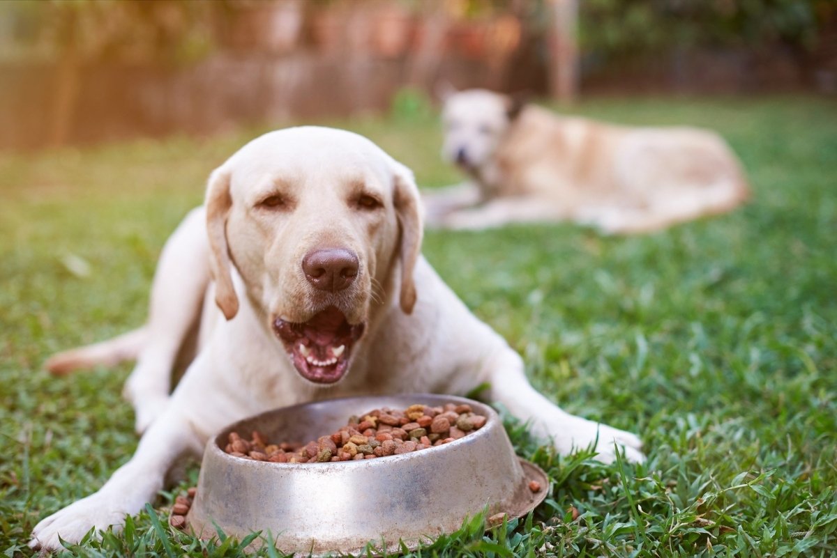 yellow lab laying down eating full bowl of dog food