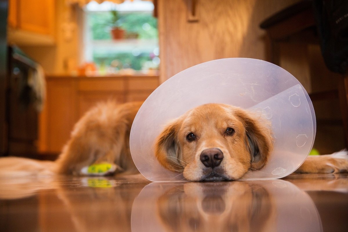 When Is The Best Time To Spay/Neuter Your Dog?