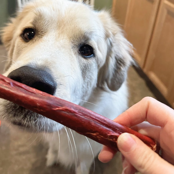 Curated visual reference: Gallery Detail: When To Give Your Dog A Treat How To Reward