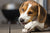 beagle chewing on treat