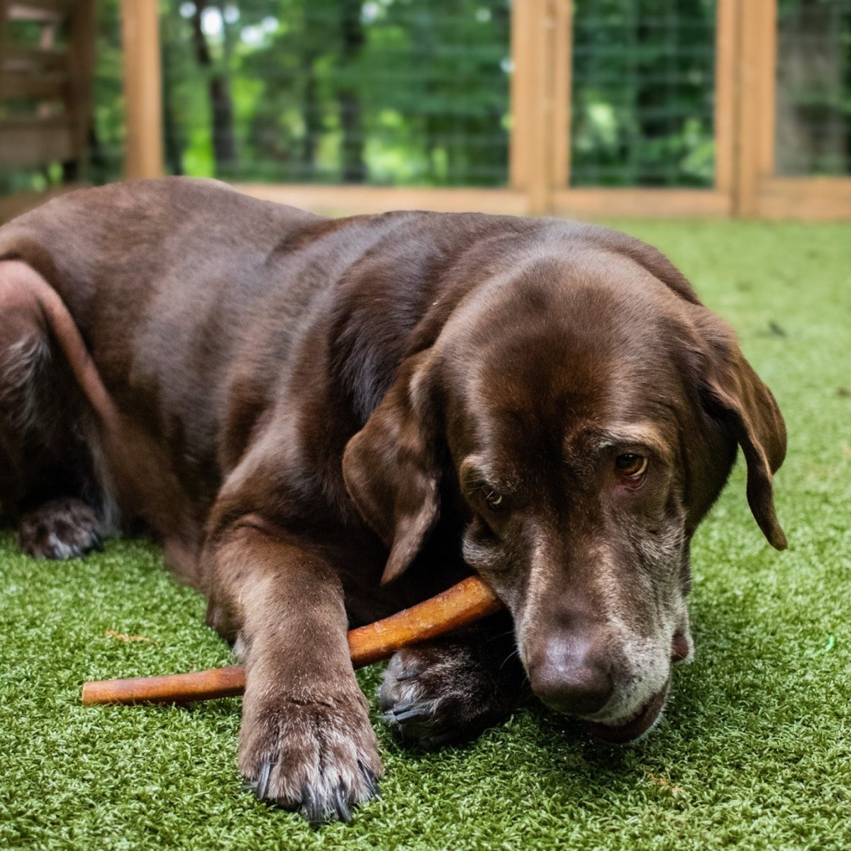 dog laying in grass and chewing a bully stick