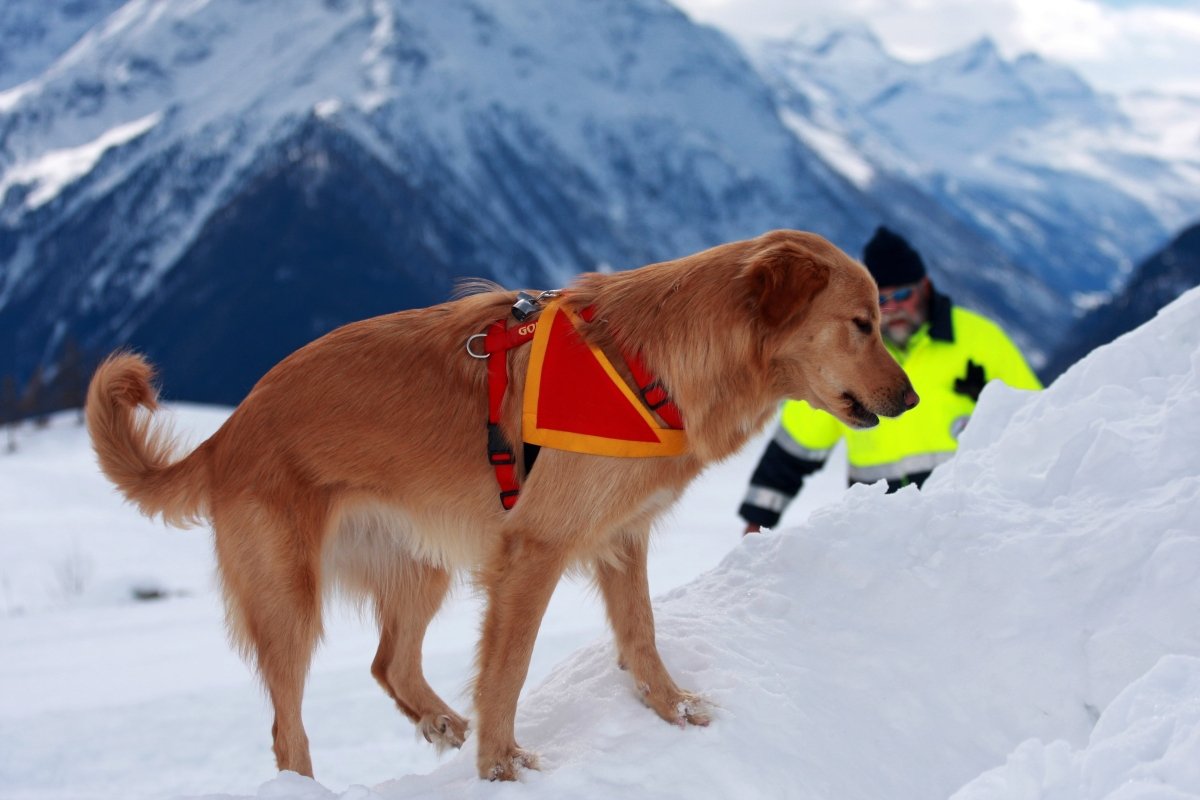golden retriever wearing working bandana in snowy mountains with human
