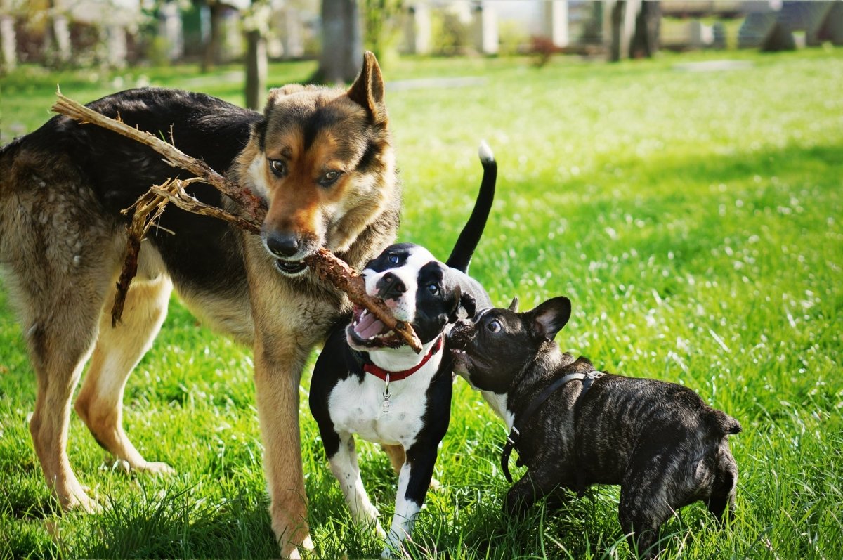 shepherd boston terrier and french bulldog in grass carrying the same large stick